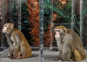 "A 23-year study comparing calorie restricted rhesus monkeys, left, to normally-fed monkeys, has shown that calorie restriction may not increase one's lifespan."