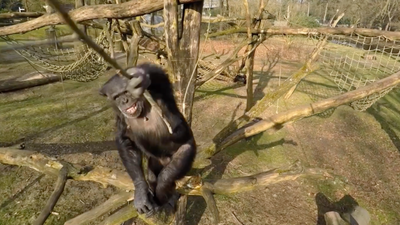 chimp attacks drone